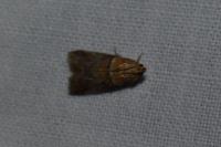 Acrobasis repandana