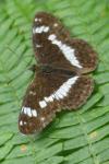 Limenitis camilla