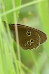 Aphantopus hyperantus