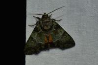 Polyphaenis sericata