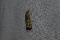 Chrysocrambus linetella