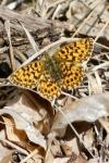 Boloria dia