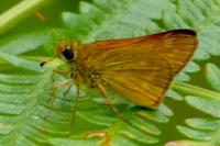 Ochlodes sylvanus