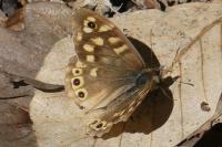 Pararge aegeria
