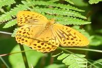 Argynnis paphia