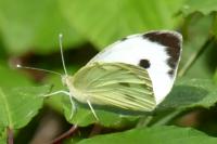 Pieris brassicae
