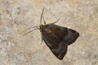 Noctua
