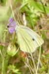 Pieris rapae