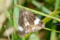 Tyta luctuosa