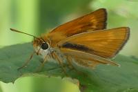 Thymelicus acteon