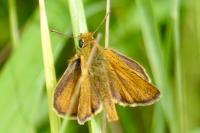 Thymelicus sylvestris
