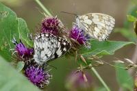 Melanargia galathea