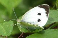Pieris brassicae