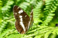 Limenitis camilla