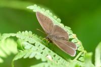 Aphantopus hyperantus