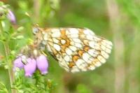 Melitaea athalia