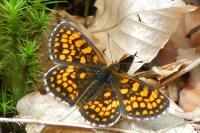 Melitaea athalia