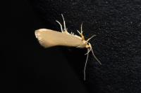 Crassa unitella