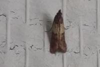Plodia interpunctella
