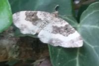 Epirrhoe rivata