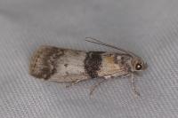 Sciota rhenella