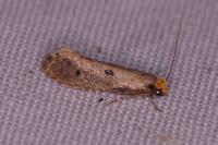 Tinea trinotella