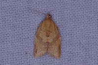 Clepsis consimilana