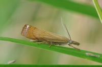 Chrysoteuchia culmella