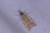 Chrysocrambus linetella