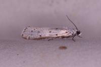 Myelois circumvoluta