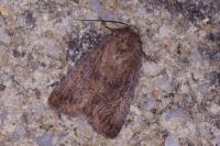 Rusina ferruginea