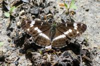 Limenitis camilla