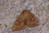 Cosmia trapezina