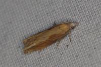 Eucosma obumbratana