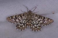 Chiasmia clathrata