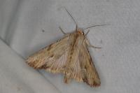 Apamea lithoxylaea