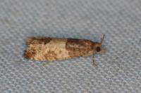 Spilonota ocellana