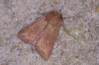 Mythimna albipuncta