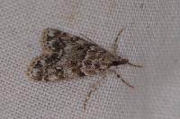Eudonia mercurella