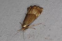 Chrysocrambus linetella