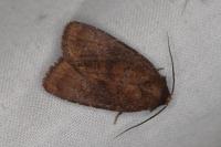 Rusina ferruginea