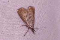 Chrysoteuchia culmella