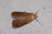 Parapoynx stratiotata