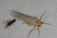 Eilema caniola