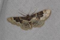 Idaea rusticata