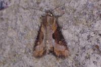 Lateroligia ophiogramma