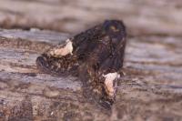 Aedia funesta