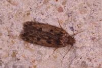 Hofmannophila pseudospretella