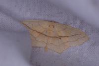Scopula imitaria