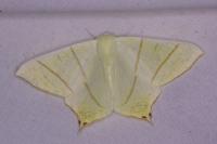 Ourapteryx sambucaria